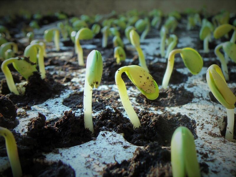 Soybeans emerging in the spring